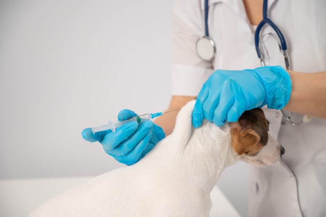 子犬のワクチンスケジュールを管理しよう！種類や回数、費用について解説